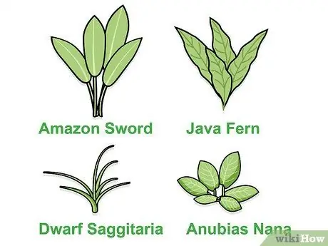 Выращивание пресноводных аквариумных растений, шаг 1