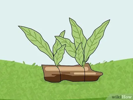 Выращивание пресноводных аквариумных растений Шаг 10