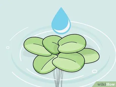 Выращивание пресноводных аквариумных растений Шаг 15