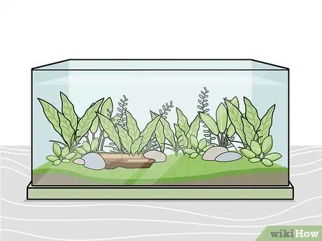 Выращивание пресноводных аквариумных растений Шаг 5