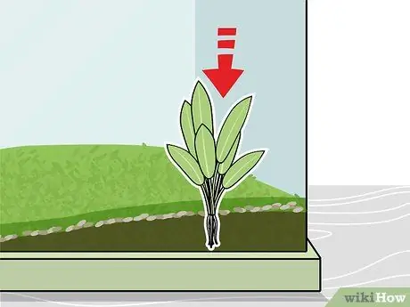 Выращивание пресноводных аквариумных растений Шаг 9