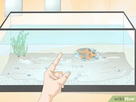 Приучите рыбу к трюкам, шаг 1