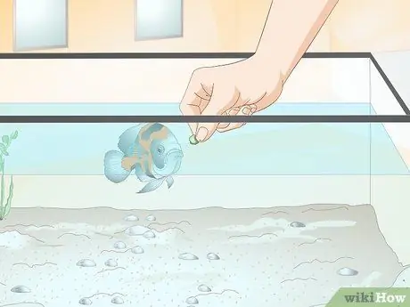 Приучите рыбу к трюкам Шаг 13