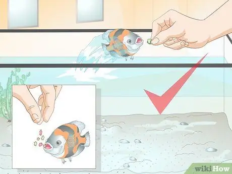 Приучите рыбу к трюкам, шаг 14