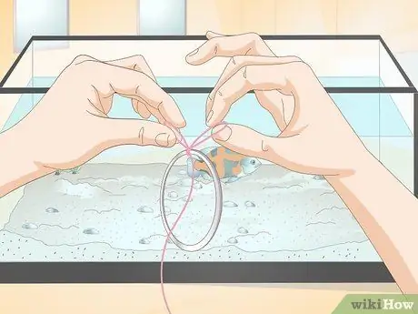 Приучите рыбу к трюкам, шаг 4