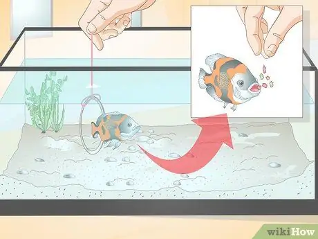 Приучите рыбу к трюкам, шаг 7