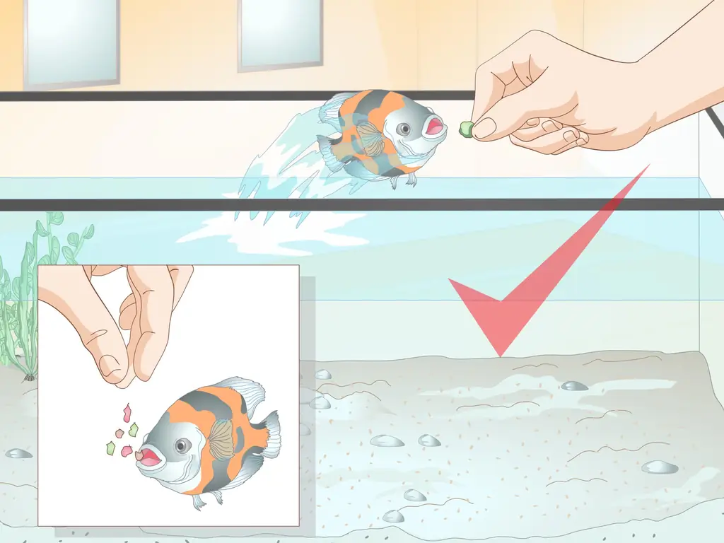 4 способа приучить рыбу к трюкам