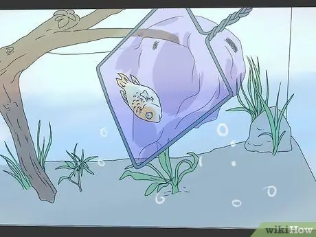 Определите, мертва ли ваша рыба, шаг 7