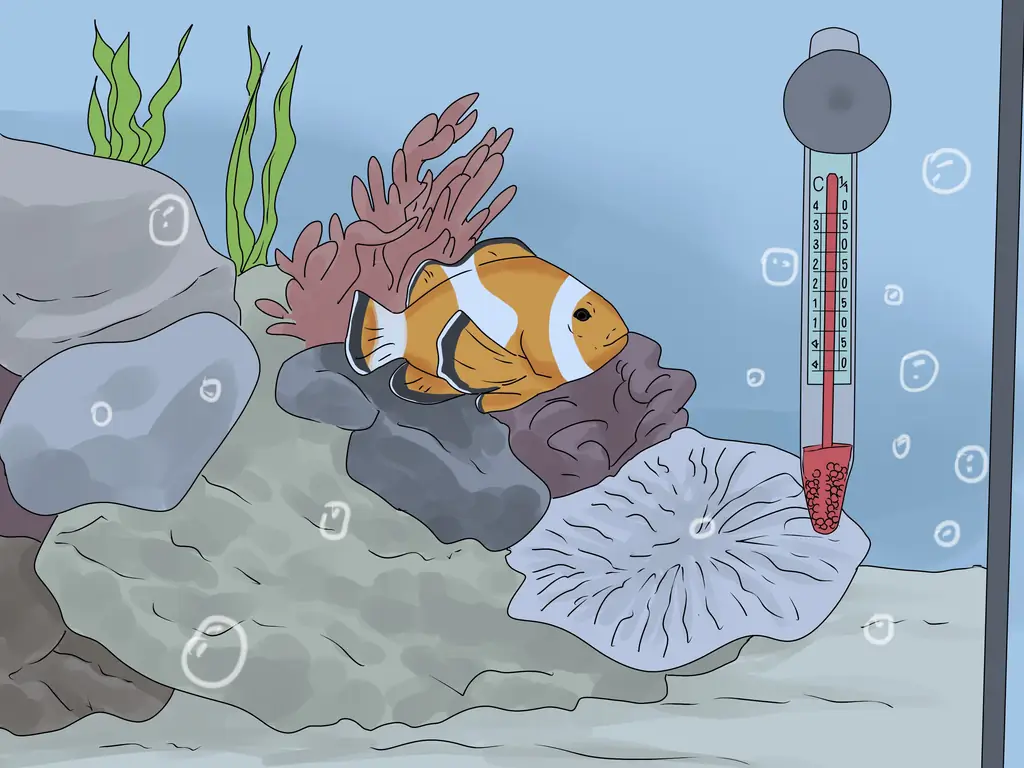 3 способа узнать, умерла ли ваша рыба