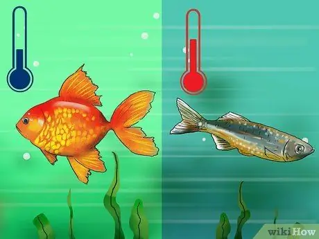 Выберите рыбу для пресноводного аквариума Шаг 4