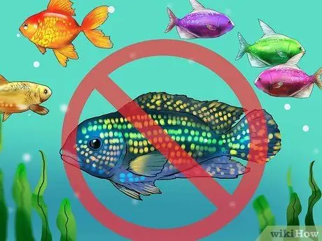 Выберите рыбу для пресноводного аквариума Шаг 6