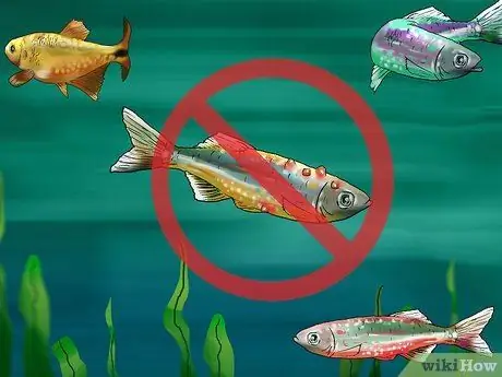 Выберите рыбу для пресноводного аквариума Шаг 9