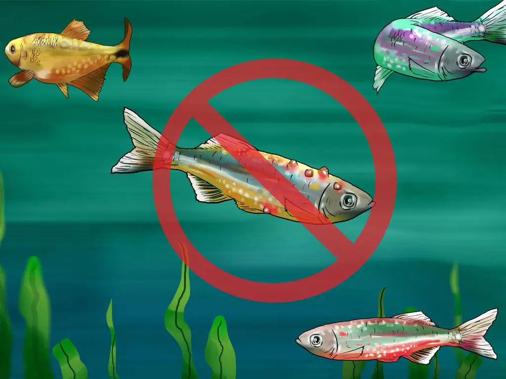 3 способа выбрать рыбу для пресноводного аквариума