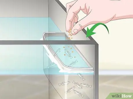 Выращивание форели Шаг 10