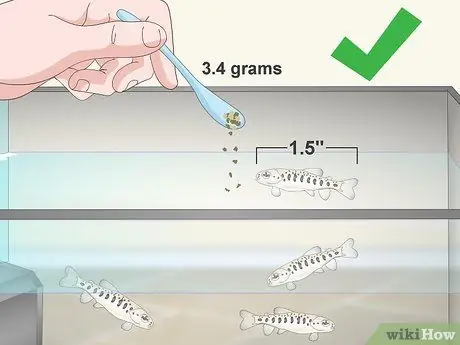 Выращивание форели Шаг 15