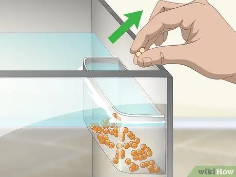 Выращивание форели Шаг 8