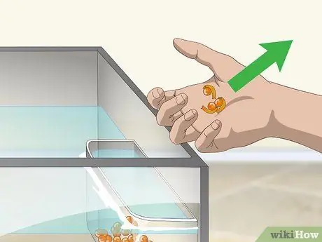 Выращивание форели Шаг 9