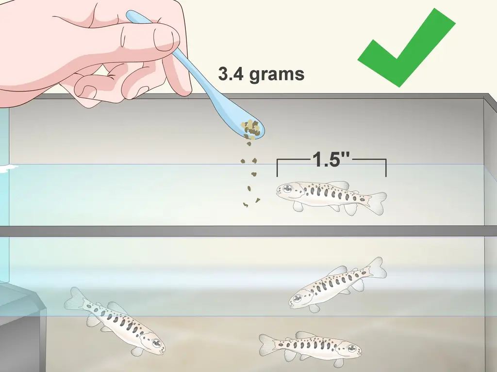 Как вырастить форель: 15 шагов (с иллюстрациями)