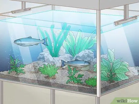 Выращивание лосося в пруду Шаг 2