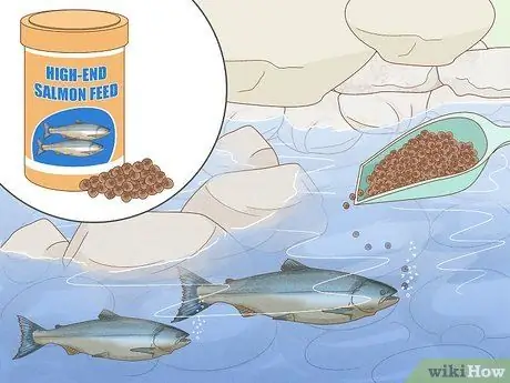 Выращивание лосося в пруду Шаг 7