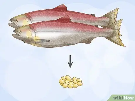 Выращивание лосося в пруду Шаг 9