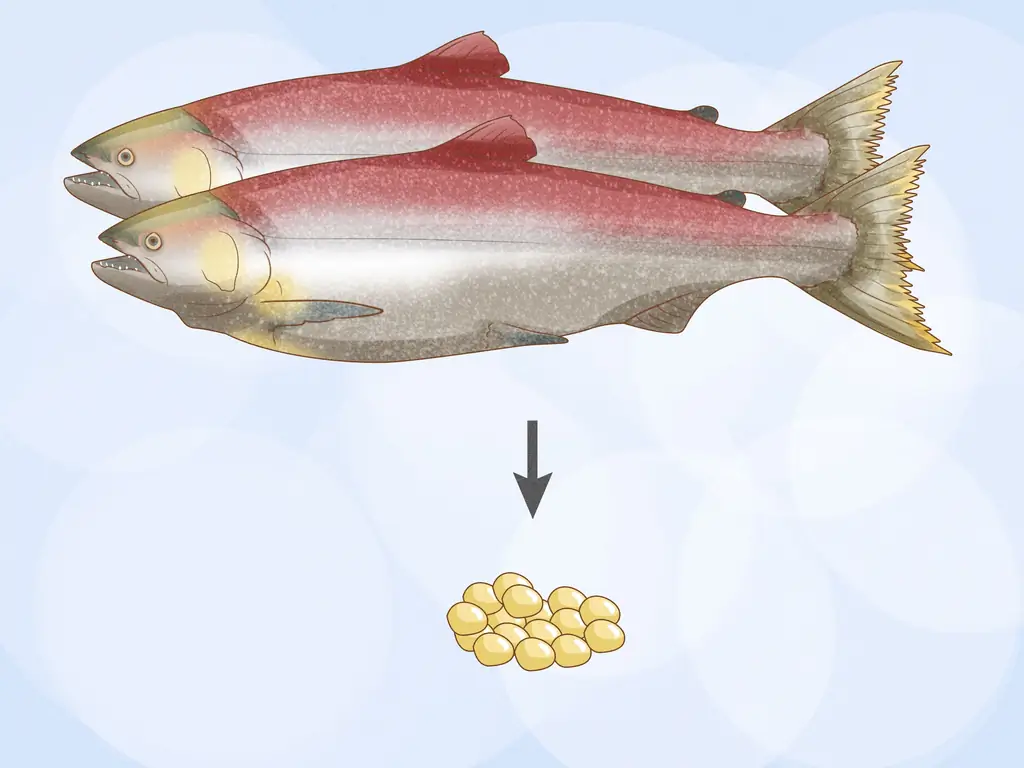 Как вырастить лосося в пруду (ответы на главные вопросы)