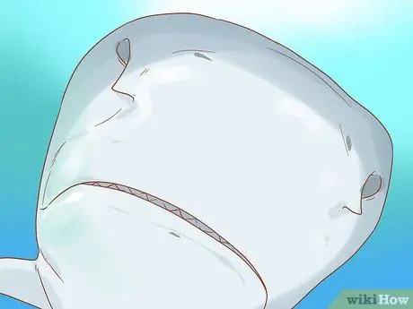 Найди тигровую акулу Шаг 1