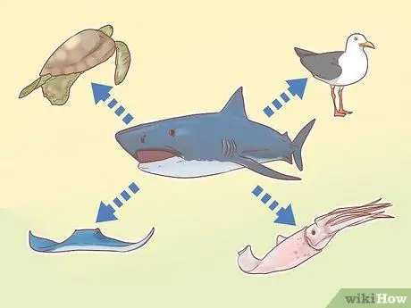 Найти тигровую акулу Шаг 11