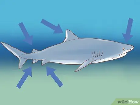Найти тигровую акулу Шаг 4