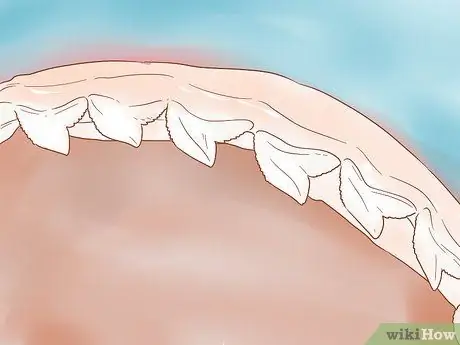 Найти тигровую акулу Шаг 5