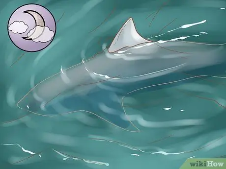 Найти тигровую акулу Шаг 8