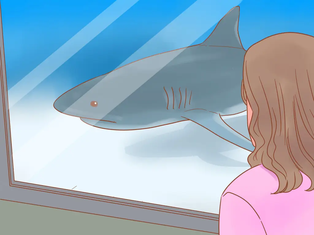 3 способа увидеть тигровую акулу