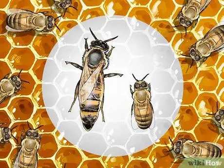 Определение пчелиной матки Шаг 1