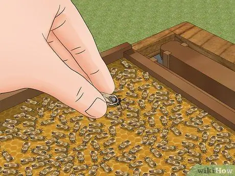 Определение пчелиной матки Шаг 14