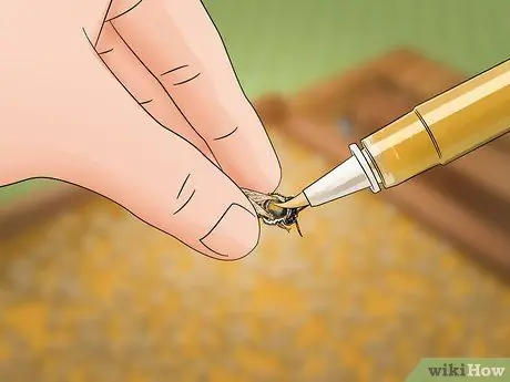 Определение пчелиной матки Шаг 15