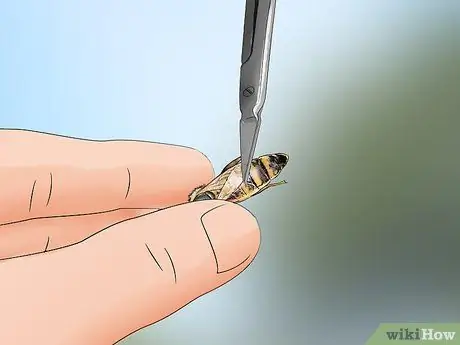 Определение пчелиной матки Шаг 16