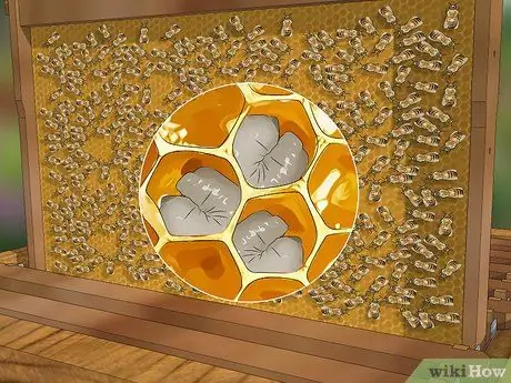 Определение пчелиной матки Шаг 5