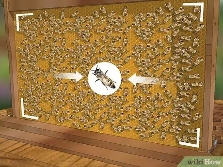 Определение пчелиной матки Шаг 6