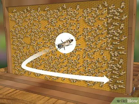 Определение пчелиной матки Шаг 7