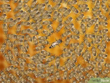 Определение пчелиной матки Шаг 9