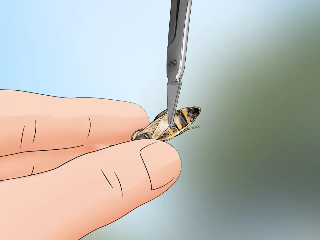 4 способа определить пчелиную матку