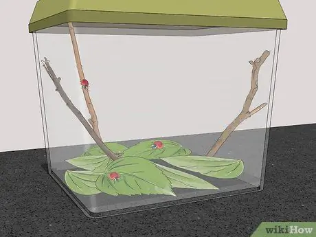 Позаботьтесь о божьей коровке Шаг 8