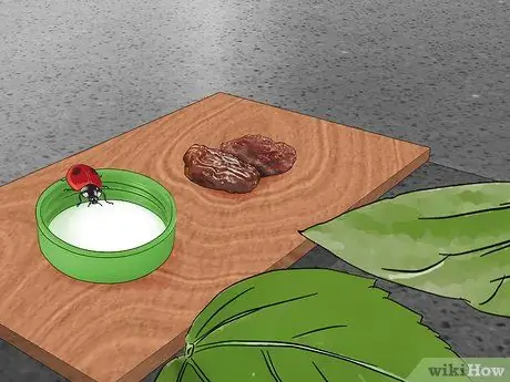 Позаботьтесь о божьей коровке Шаг 9