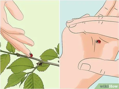 Позаботьтесь о божьей коровке, шаг 2