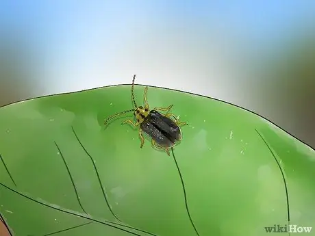 Определение жуков Шаг 14