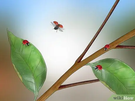 Определите жуков Шаг 15