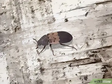 Определение жуков Шаг 16