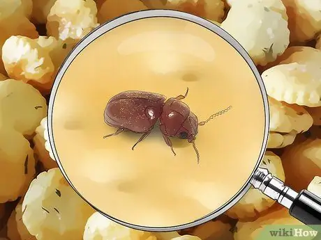 Определение жуков Шаг 18