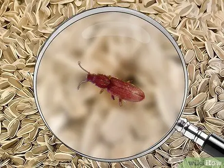 Определение жуков Шаг 21