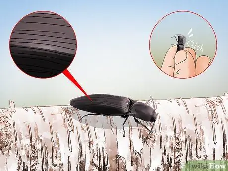 Определение жуков Шаг 8